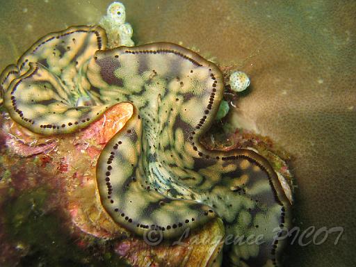 Benitier - Tridacna sp.JPG